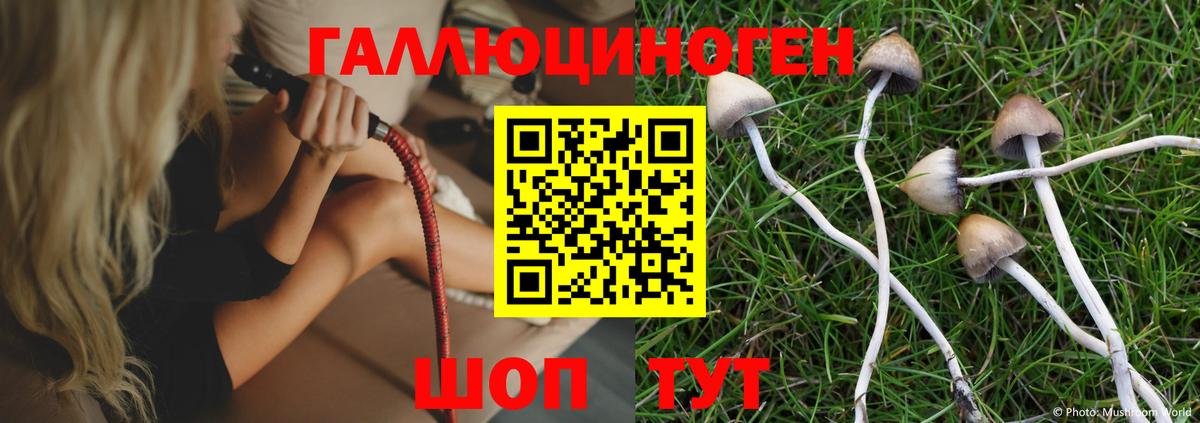 Псилоцибиновые грибы Cubensis Дивногорск